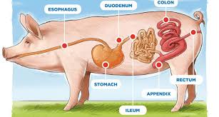 Definition and Classes of Feeding in Monogastric Animals Definition and Classes of Feeding in Monogastric Animals