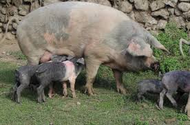 Breeds of the Pigs Breeds of the Pigs