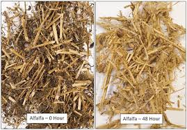 Silage Preparation