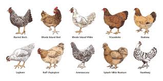 Different Breeds of Poultry