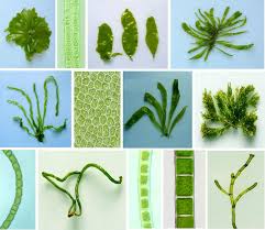 Morphology of Algae