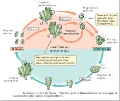 Reproduction and Life Cycle in Algae