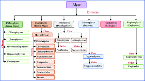 Classification of Algae