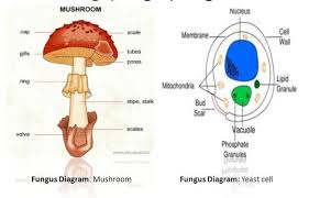 Fungi Morphology