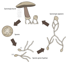 Reproduction in Fungi