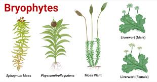 Morphology, Life Cycle, and Classification of Bryophytes