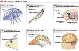 Reflex and Complex Behavior In Animal