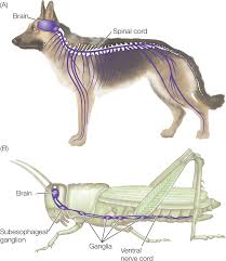 Reflex and Complex Behavior In Animal