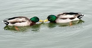 Animals Displaying Homosexual Behavior Animals Displaying Homosexual Behavior