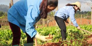 Improving Agricultural Development Projects Through Gender Analysis