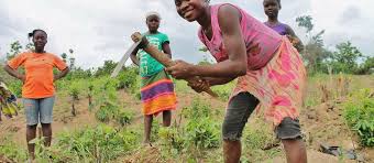 Improving Agricultural Development Projects Through Gender Analysis