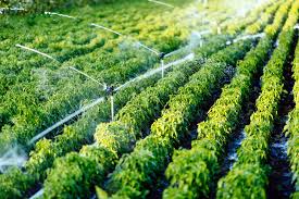 Economics of Irrigation and Water Use in Agriculture