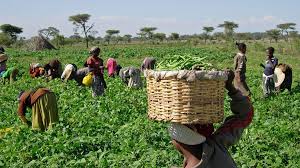 Agricultural Production Decision and Theory of Production Function Agricultural Production Decision and Theory of Production Function