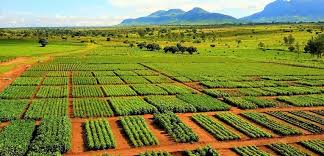 Objectives and Implications National Agricultural Policy Objectives and Implications National Agricultural Policy