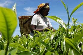The Type and Importance of Agricultural Policy The Type and Importance of Agricultural Policy