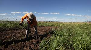 The Role of Agriculture in Economic Development