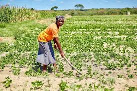 The Role of Agriculture in Economic Development The Role of Agriculture in Economic Development