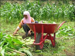 The Role of Agriculture in Economic Development The Role of Agriculture in Economic Development