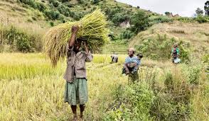 The Role of Agriculture in Economic Development The Role of Agriculture in Economic Development