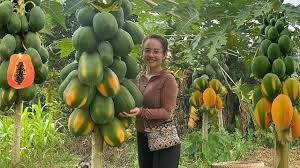 Pawpaw Production and Post-Harvest Techniques