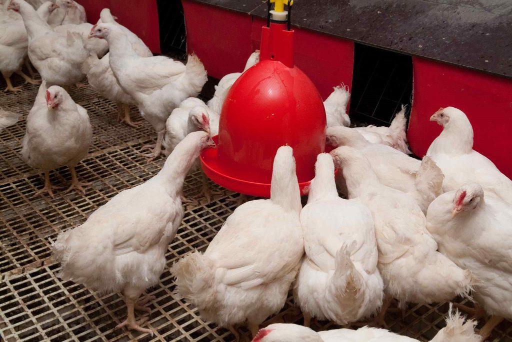 How to Maintain Poultry and Pig House Hygiene
