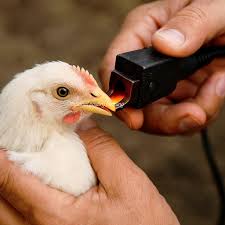 Ways of Controlling Vice Habits in Poultry: De-beaking, Spur Removal, and Alternatives