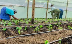 Benefits and Challenges of Diversification in Agribusiness Benefits and Challenges of Diversification in Agribusiness