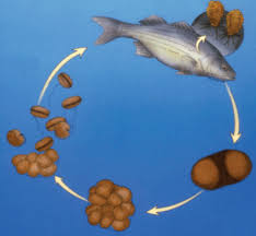 Life Cycle of Fish Parasites in Aquatic Environments