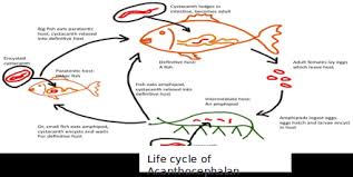 Life Cycle of Fish Parasites in Aquatic Environments Life History of Fish Parasites in Aquatic Environments