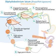 Life Cycle of Fish Parasites in Aquatic Environments Life History of Fish Parasites in Aquatic Environments