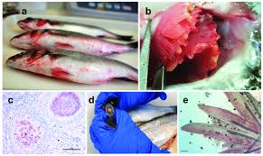 Effective Management of Bacterial Diseases in Fish Farming