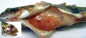 Effective Management of Bacterial Diseases in Fish Farming Effective Management of Bacterial Diseases in Fish Farming