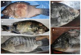 Comprehensive Control of Other Bacterial Fish Diseases in Aquaculture