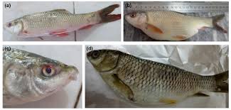 Understanding and Managing Protozoan Diseases in Aquaculture