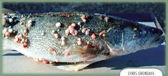 Viral Fish Diseases: Prevention and Control Methods in Aquaculture