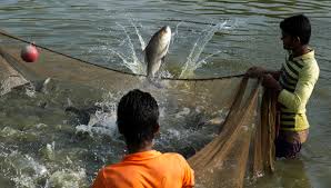 Health Hazards Associated with Fish Ponds in Agriculture