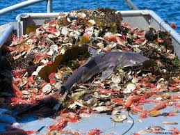 Definition and Scope of Fisheries Environmental Impact