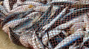 The History of Fisheries Environmental Impact Assessment