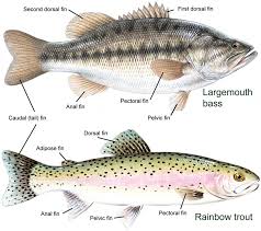 Adaptation of Organisms to Aquatic Life and Evolution