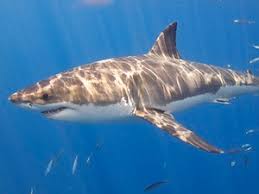 Adaptation of Organisms to Aquatic Life and Evolution Adaptation of Organisms to Aquatic Life and Evolution
