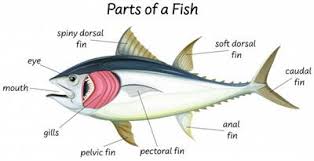 Adaptation of Organisms to Aquatic Life and Evolution Adaptation of Organisms to Aquatic Life and Evolution