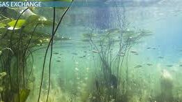 Adaptation of Organisms to Aquatic Life and Evolution Adaptation of Organisms to Aquatic Life and Evolution