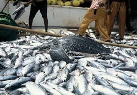 Practical Ways of Ensuring Sustainable Fish Production in Nigeria Practical Ways of Ensuring Sustainable Fish Production in Nigeria