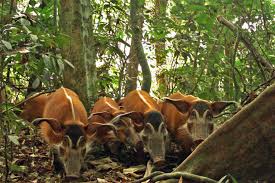 A Guide to Wildlife Management in Nigeria