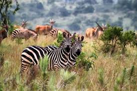 Comprehensive Overview of Principles of Wildlife Management