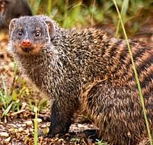 How to Identify Orders of Nigerian Mammals