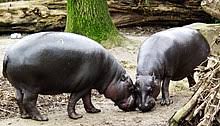 How to Identify Orders of Nigerian Mammals Orders of Nigerian Mammals