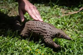How to Identify Orders of Nigerian Mammals Orders of Nigerian Mammals