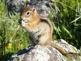 Order Rodentia and their Significance in Nigeria
