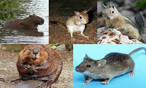 Order Rodentia and their Significance in Nigeria Order Rodentia and their Significance in Nigeria